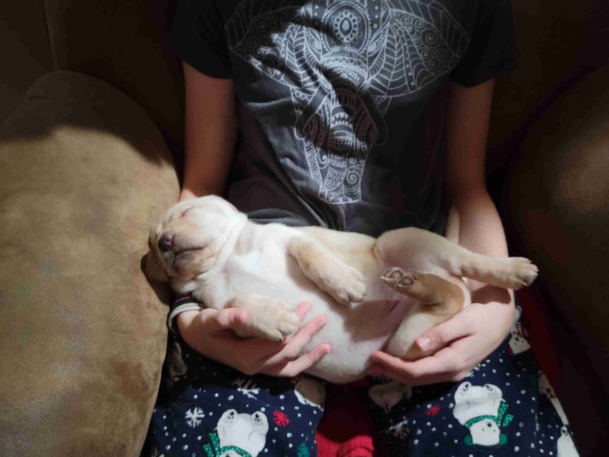 Labrador Retriever Puppies breeder image 10