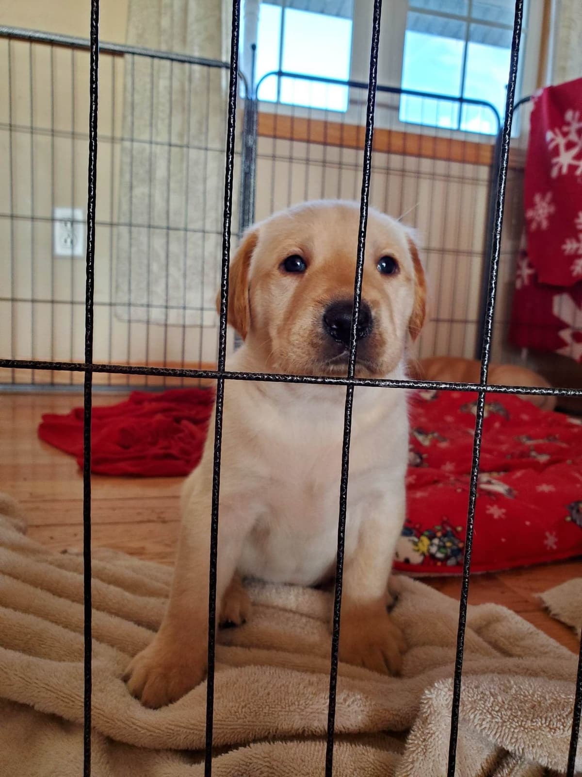 Labrador Retriever Puppies breeder image 11
