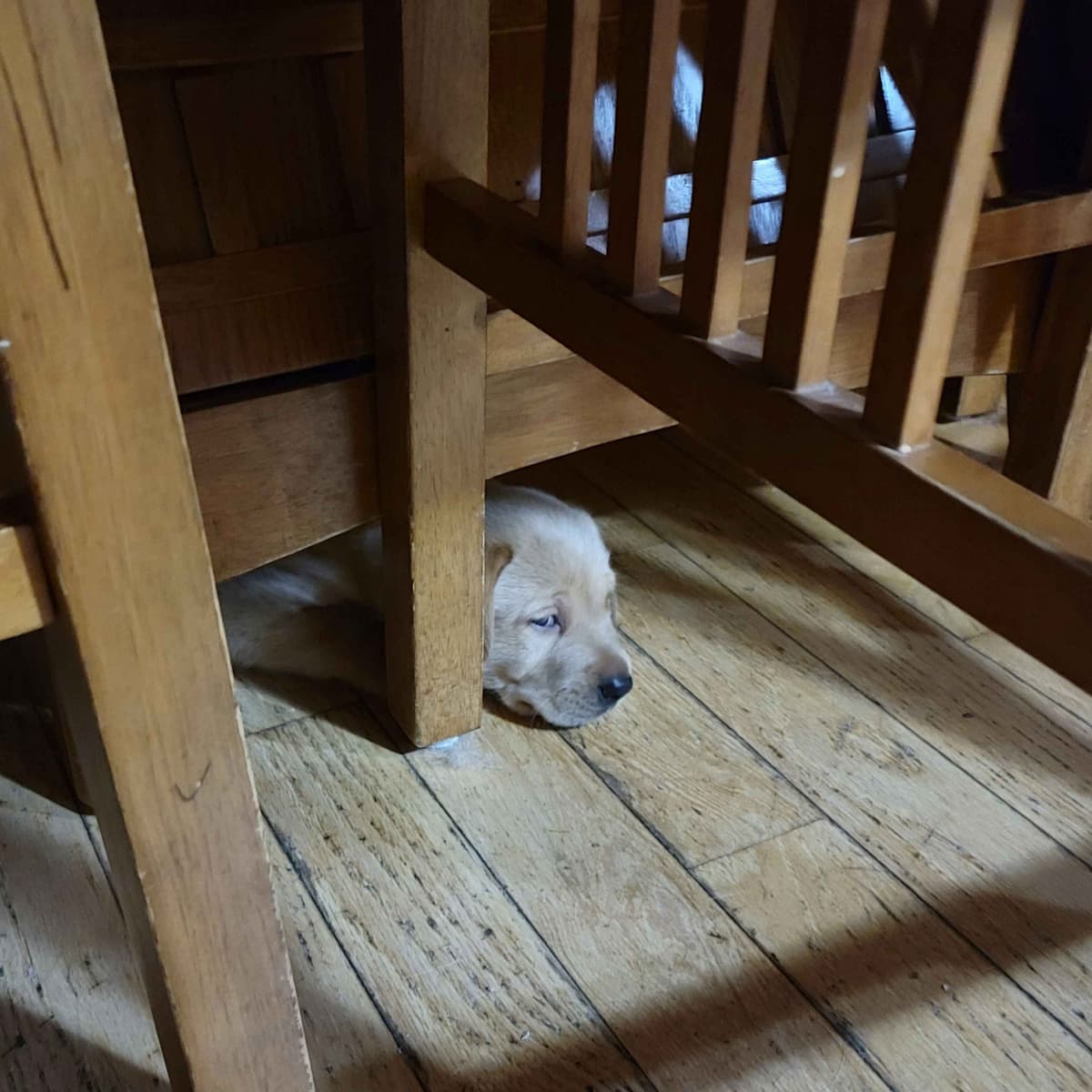 Labrador Retriever Puppies breeder image 12