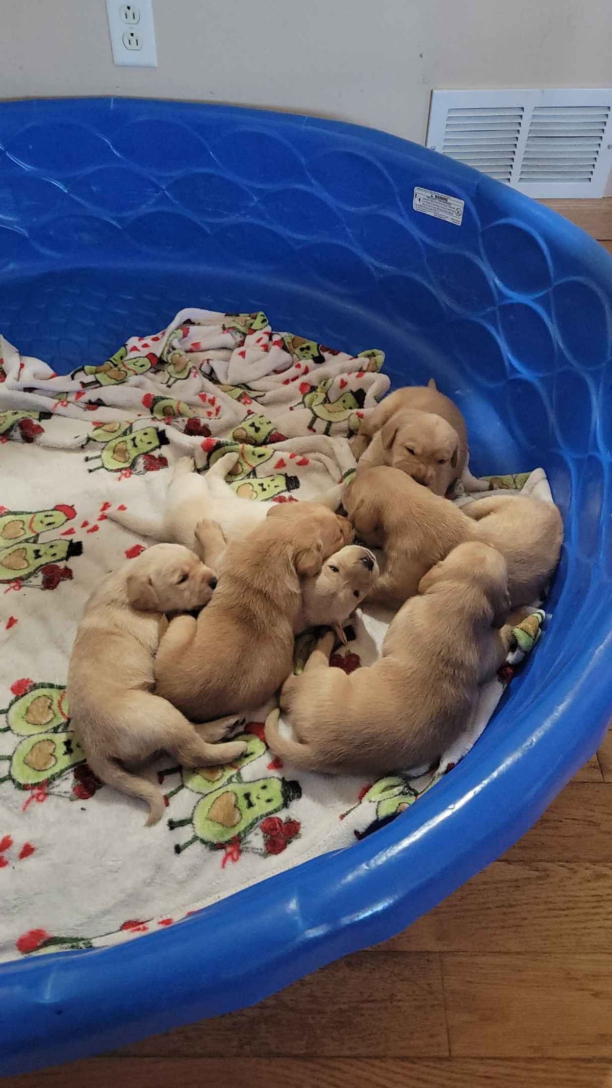 Labrador Retriever Puppies breeder image 16