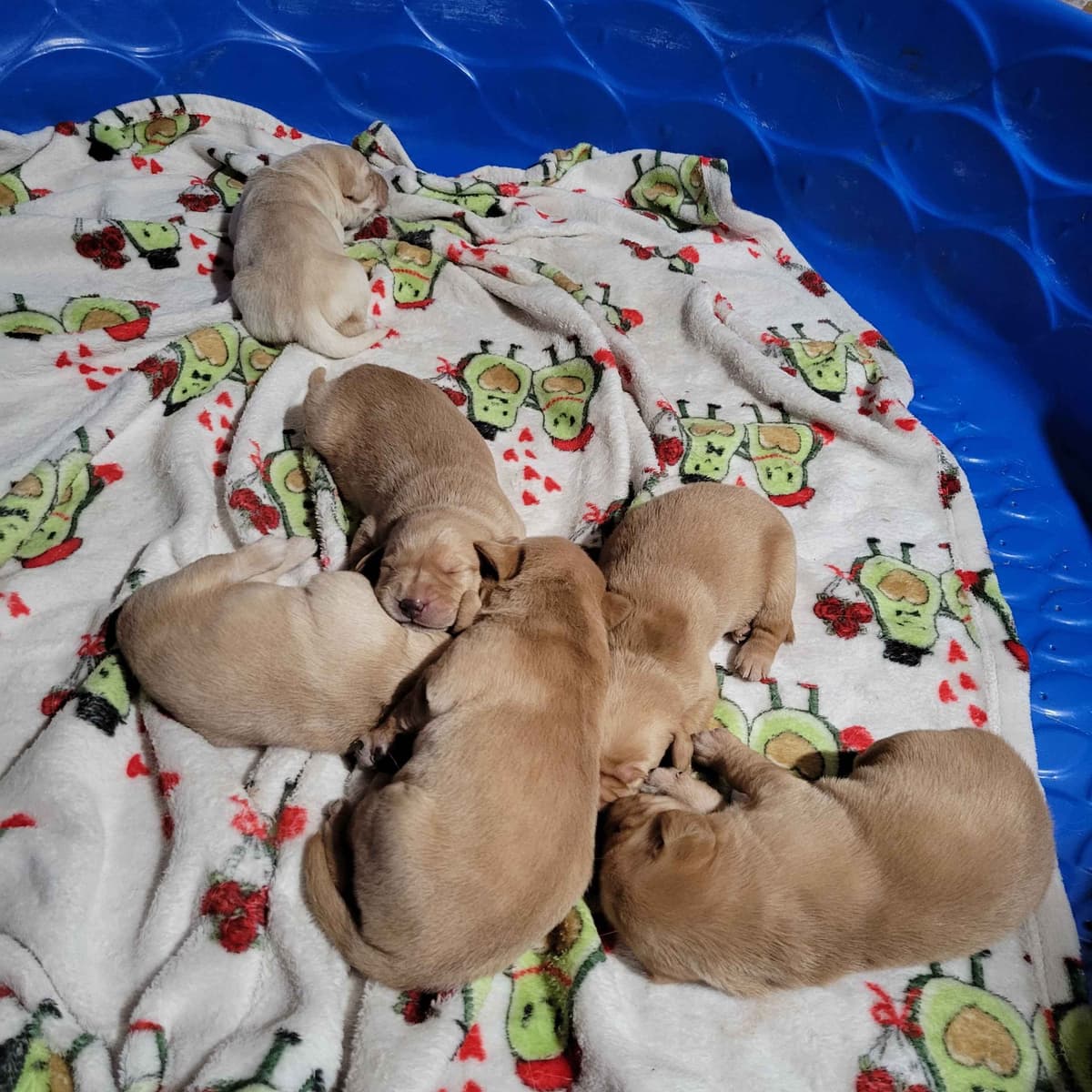 Labrador Retriever Puppies breeder image 17