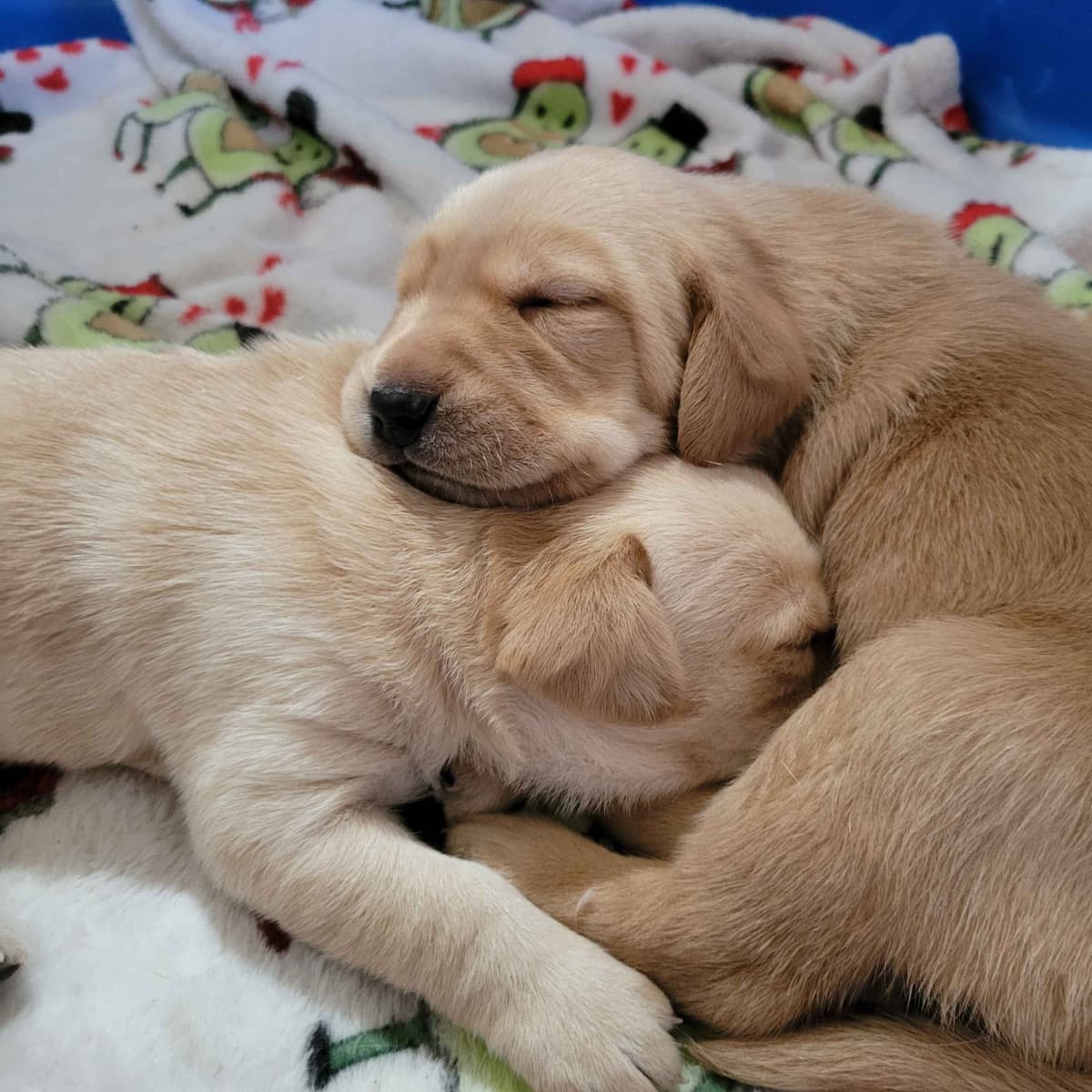 Labrador Retriever Puppies breeder image 18
