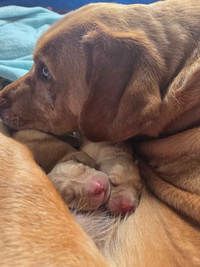 Labrador Retriever Puppies media 2