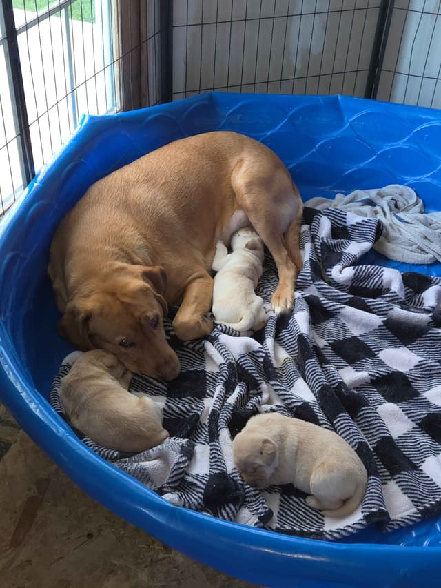 Labrador Retriever Puppies media 3
