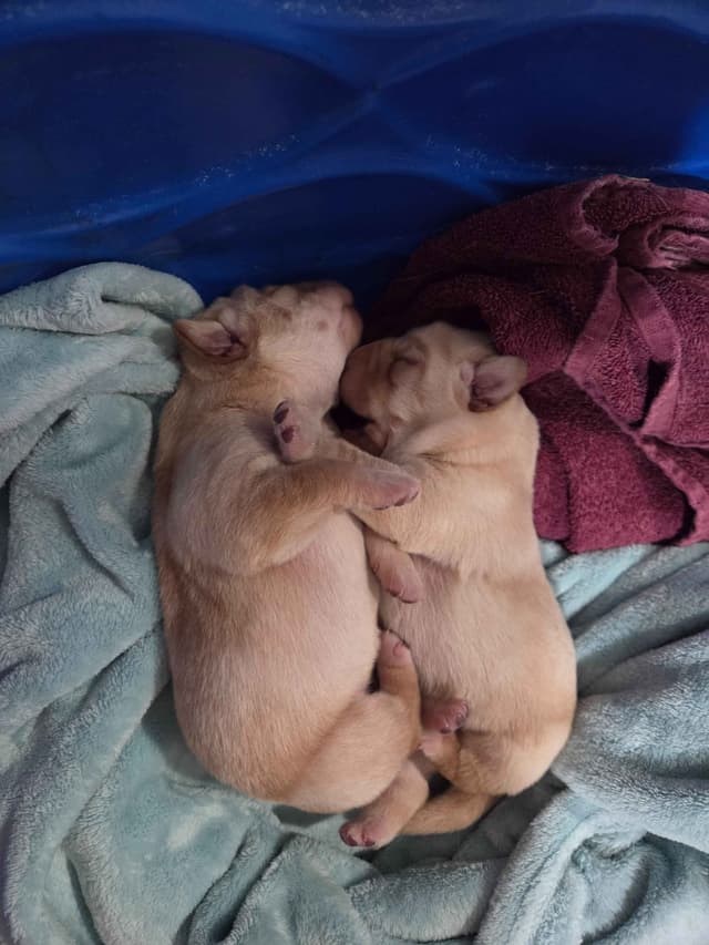 Labrador Retriever Puppies media 4