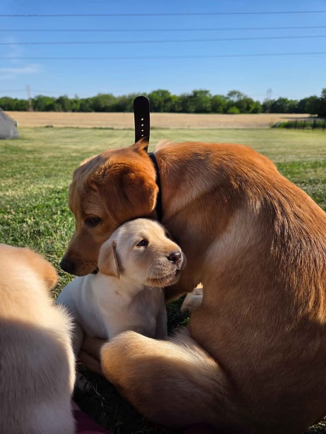 Labrador Retriever Puppies media 6