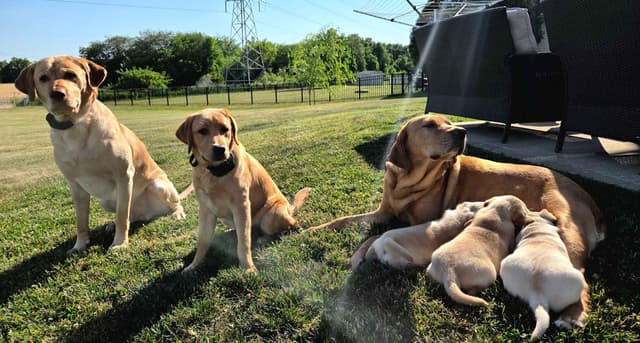 Labrador Retriever Puppies media 7