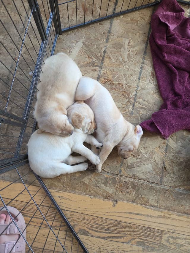 Labrador Retriever Puppies media 8
