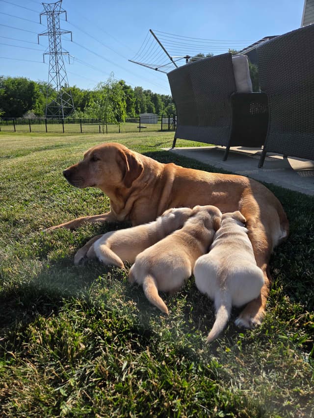 Labrador Retriever Puppies media 9