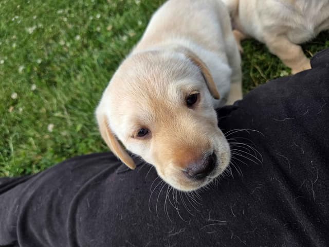 Labrador Retriever Puppies media 10