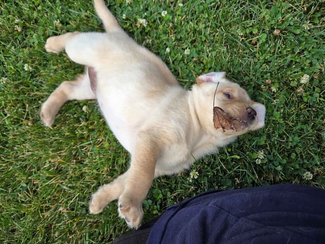 Labrador Retriever Puppies media 11