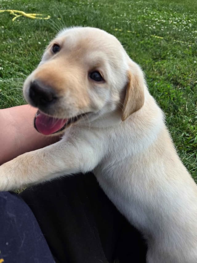 Labrador Retriever Puppies media 12