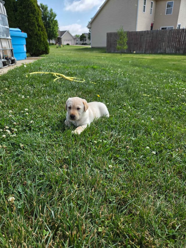 Labrador Retriever Puppies media 14