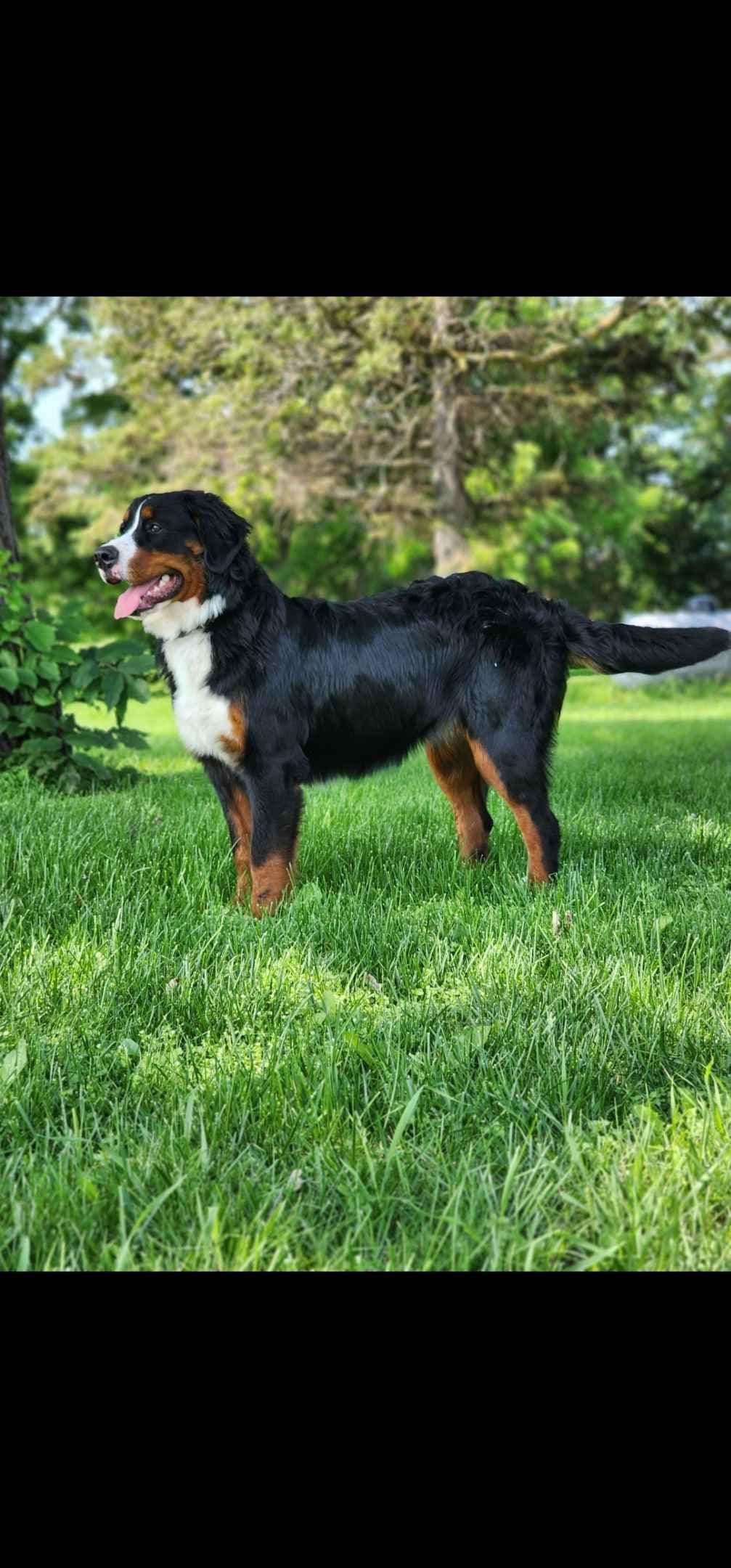 Bernese Mountain Dog Puppy breeder image 1