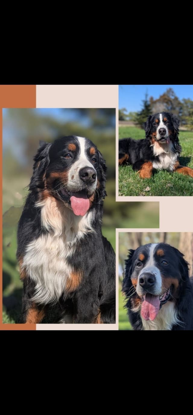 Bernese Mountain Dog Puppy media 3