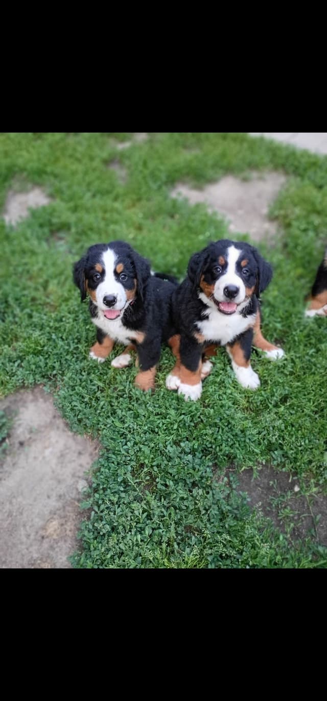 Bernese Mountain Dog Puppy media 4