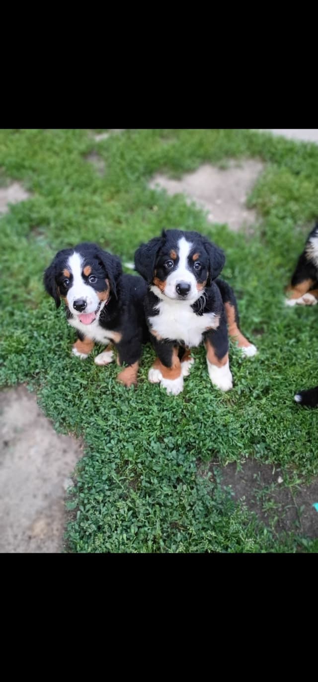 Bernese Mountain Dog Puppy media 5