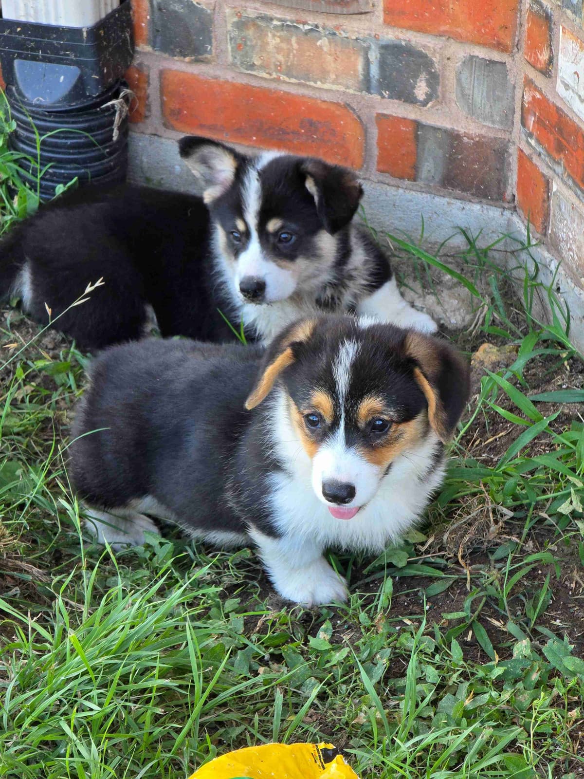 Pembroke Welsh Corgi Puppies breeder image 2