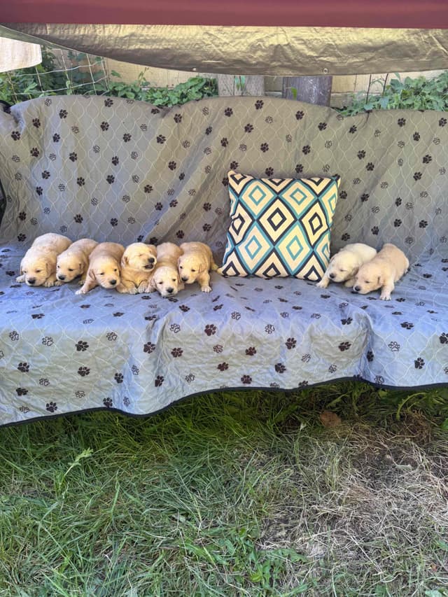 Golden Retriever Puppies media 3