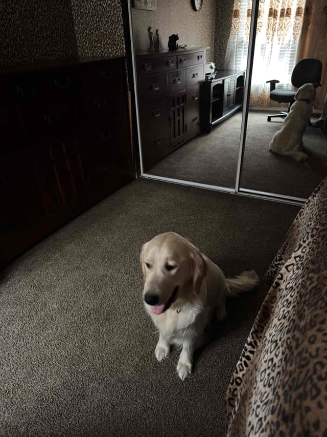 Golden Retriever Puppies media 4