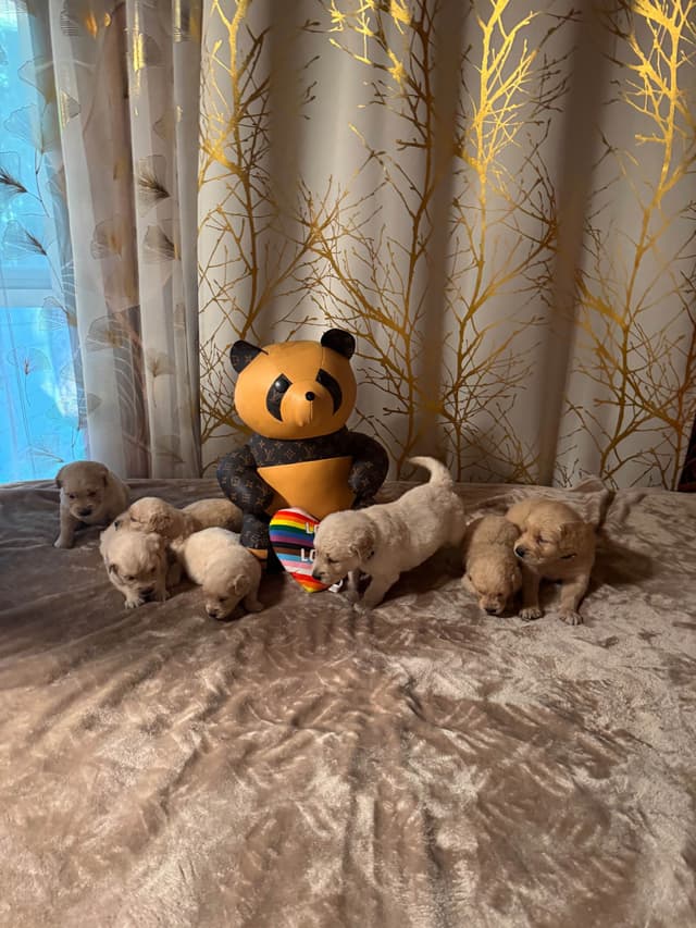 Golden Retriever Puppies media 3