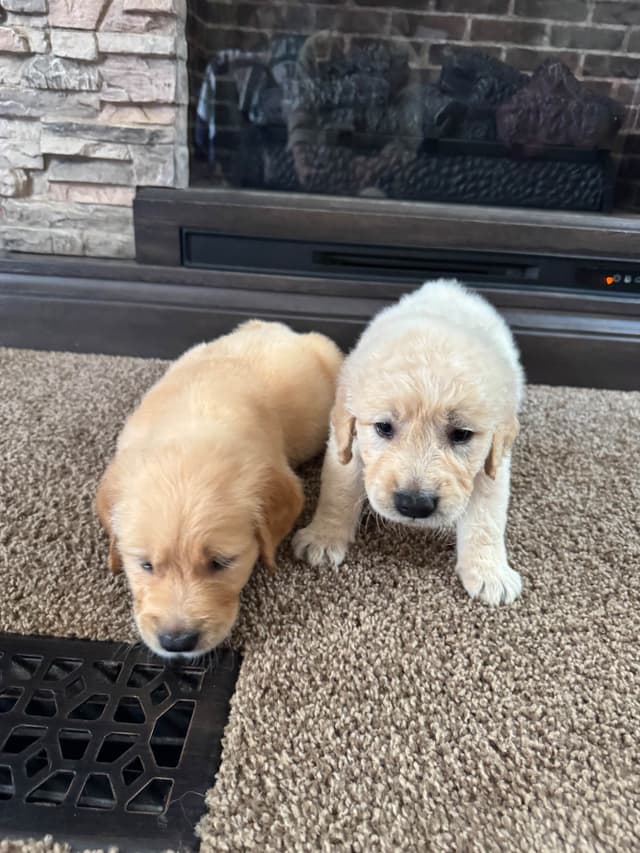 Golden Retriever Puppies media 2