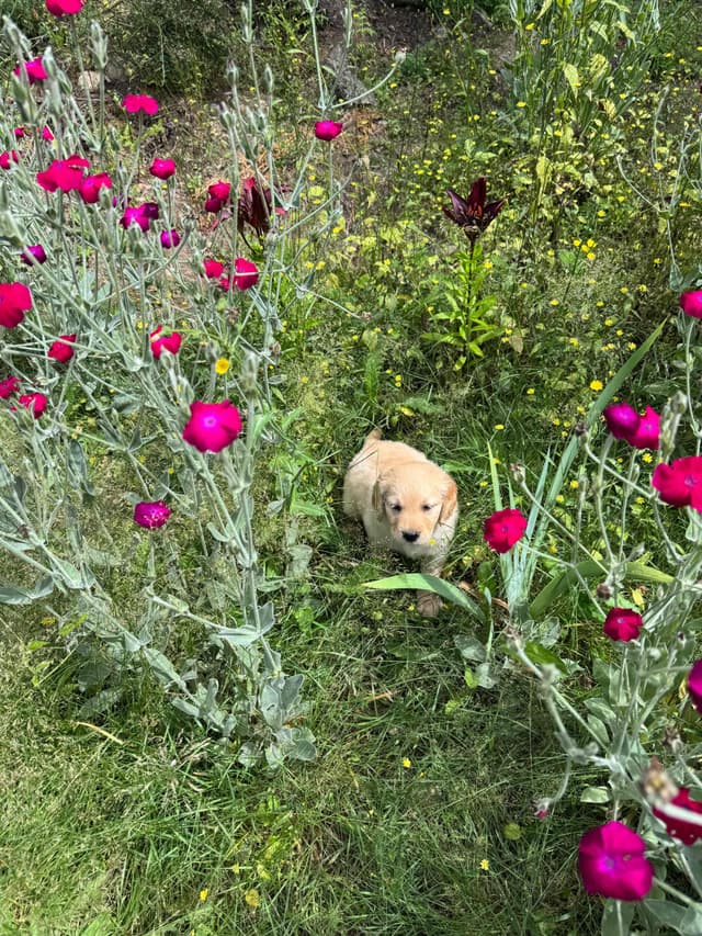 Golden Retriever Puppies media 2