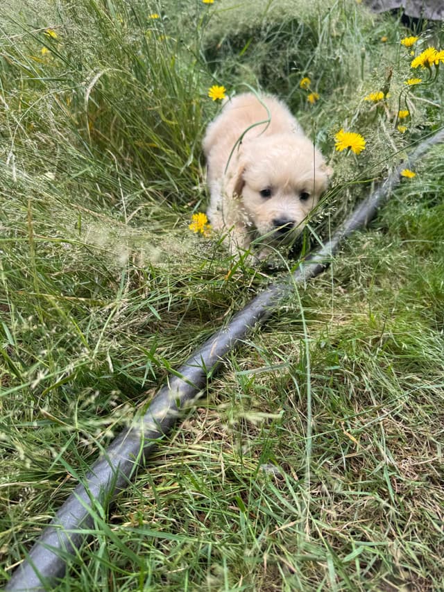 Golden Retriever Puppies media 2