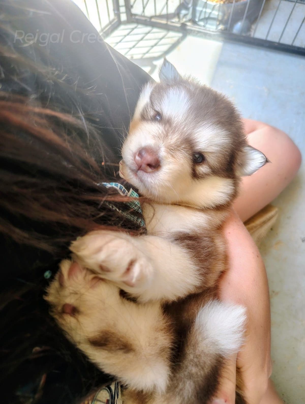 Reigal Creek Malamute puppies breeder image 1