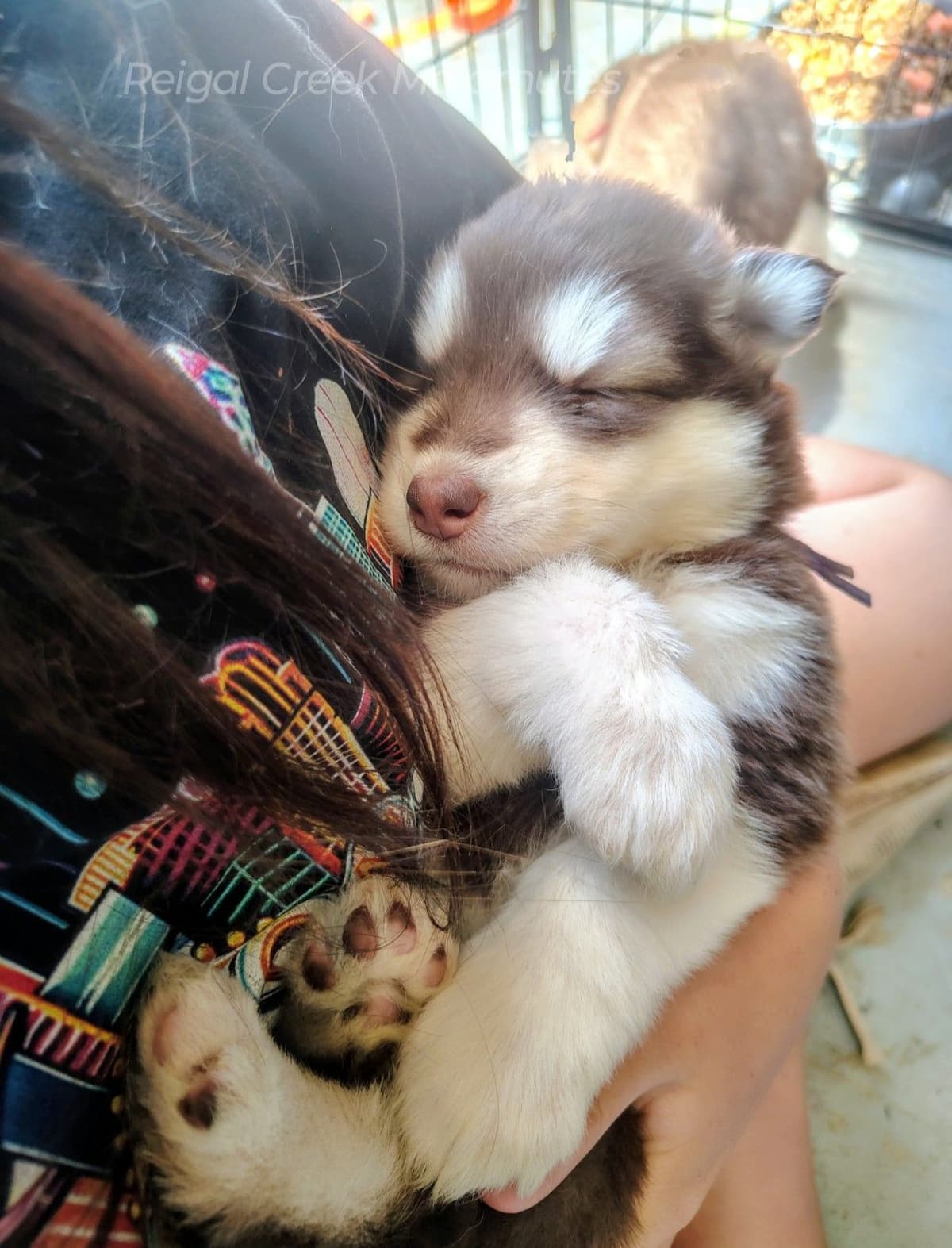 Reigal Creek Malamute puppies breeder image 3