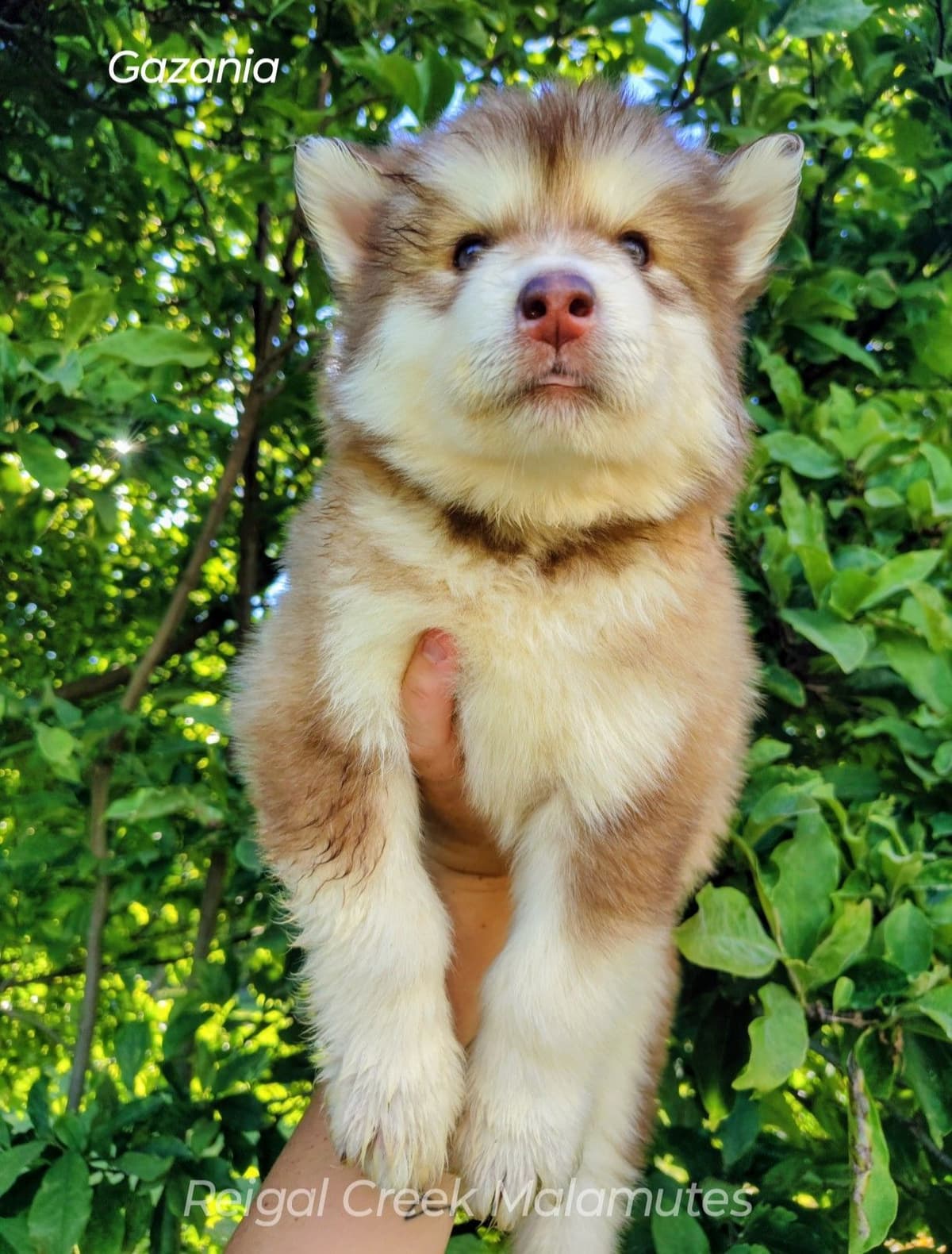 Reigal Creek Malamute puppies breeder image 5