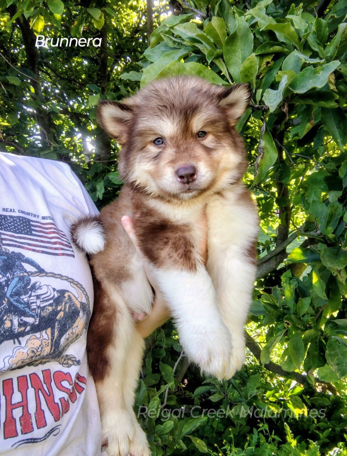 Reigal Creek Malamute puppies breeder image 9