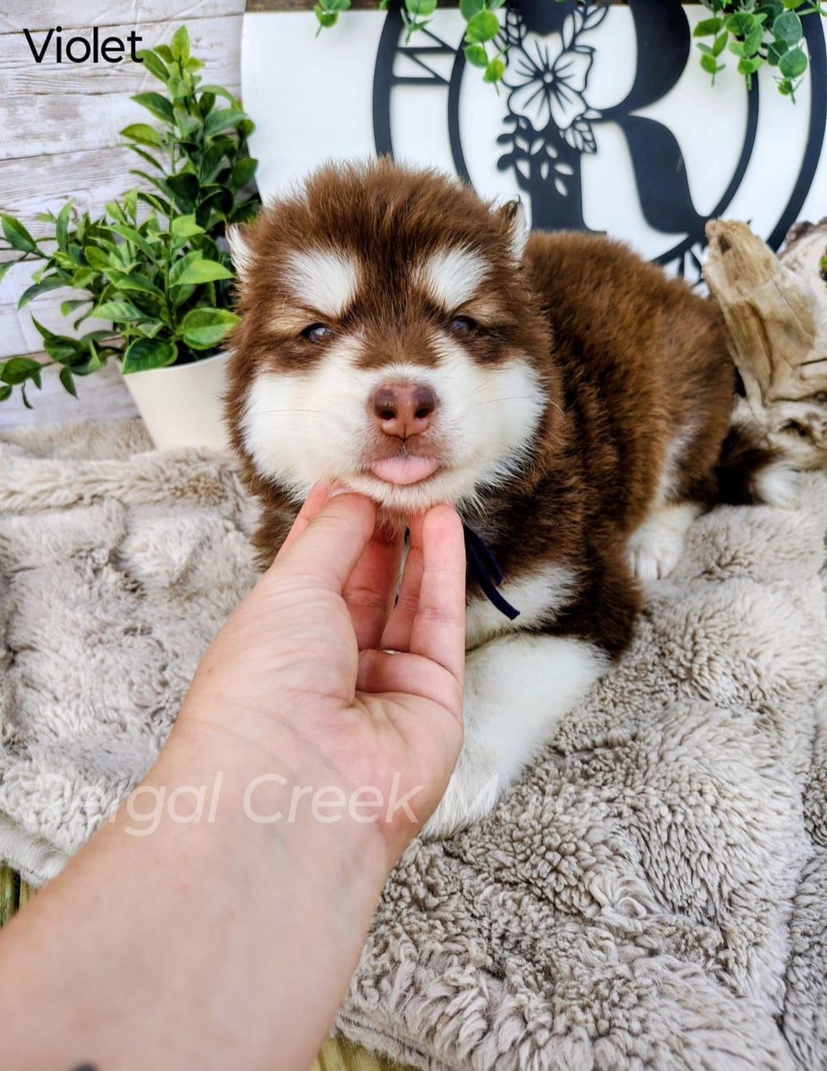 Reigal Creek Malamute puppies breeder image 11