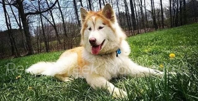 Reigal Creek Malamute puppies media 3