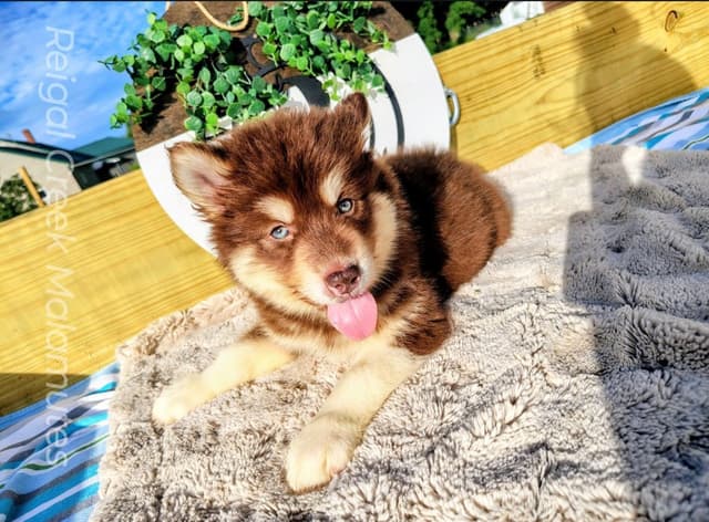 Reigal Creek Malamute puppies media 2