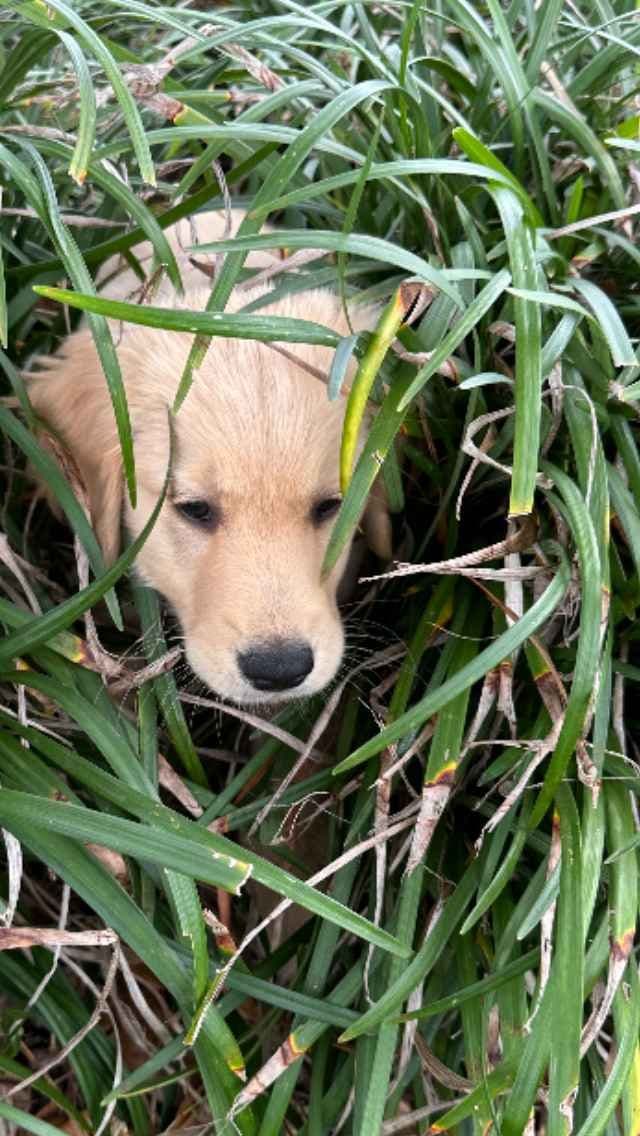 Golden Retriever Tinkers pups some are  Darker N Small. media 2