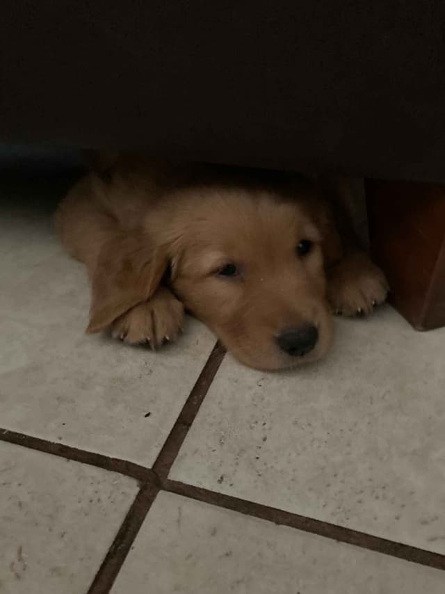 Golden Retriever Tinkers pups some are  Darker N Small. media 4