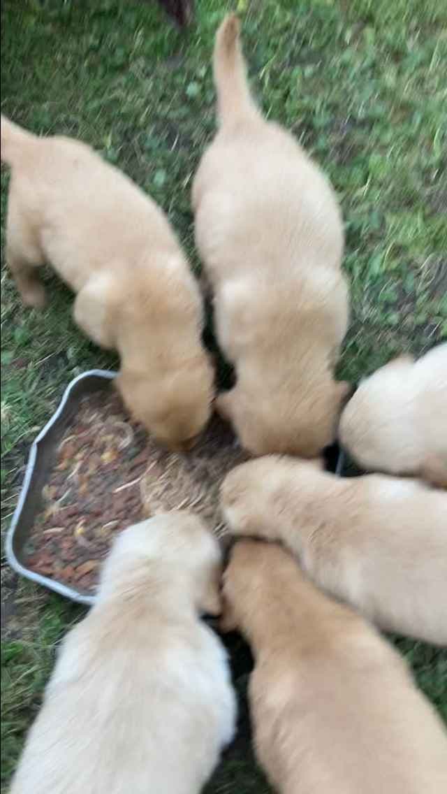 Golden Retriever Tinkers pups some are  Darker N Small. media 6