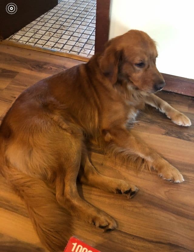 Golden Retriever Tinkers pups some are  Darker N Small. media 7