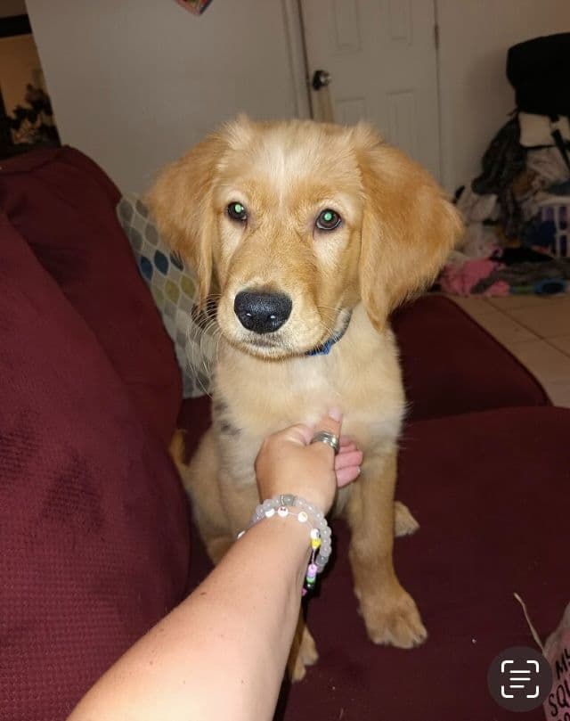 Golden Retriever Tinkers pups some are  Darker N Small. media 12