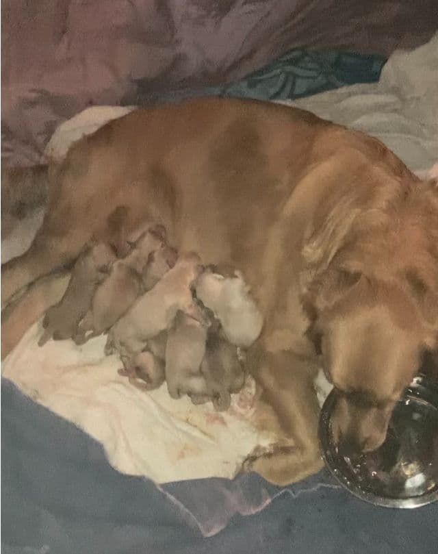Golden Retriever Tinkers pups some are  Darker N Small. media 11