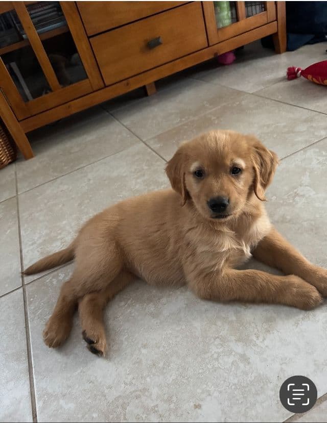 Golden Retriever Tinkers pups some are  Darker N Small. media 13