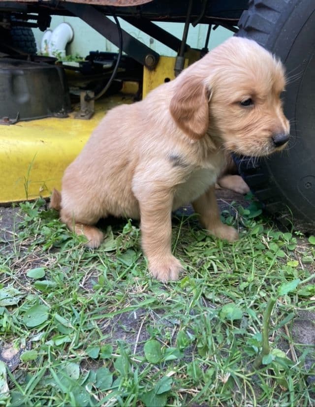 Golden Retriever Tinkers pups some are  Darker N Small. media 14