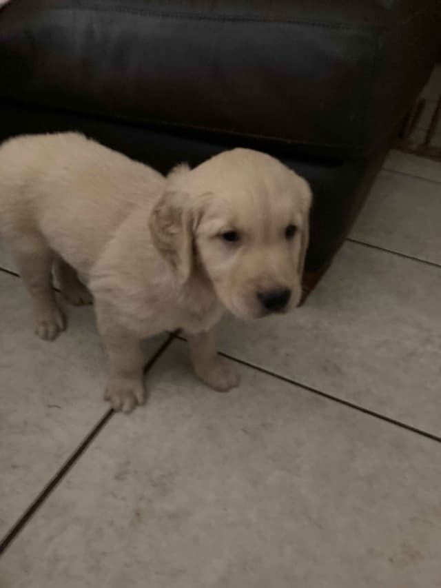 Golden Retriever Tinkers pups some are  Darker N Small. media 16