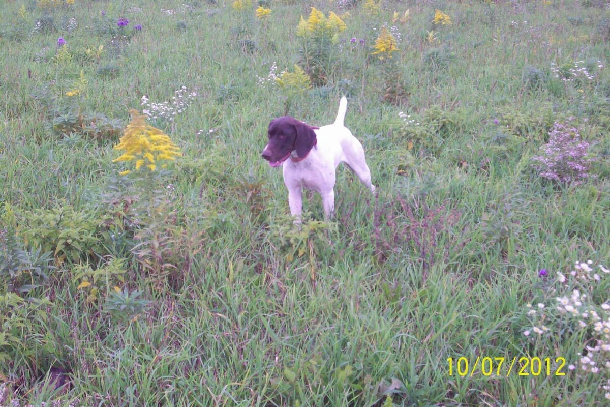 German Shorthaired Pointer Puppies breeder image 3