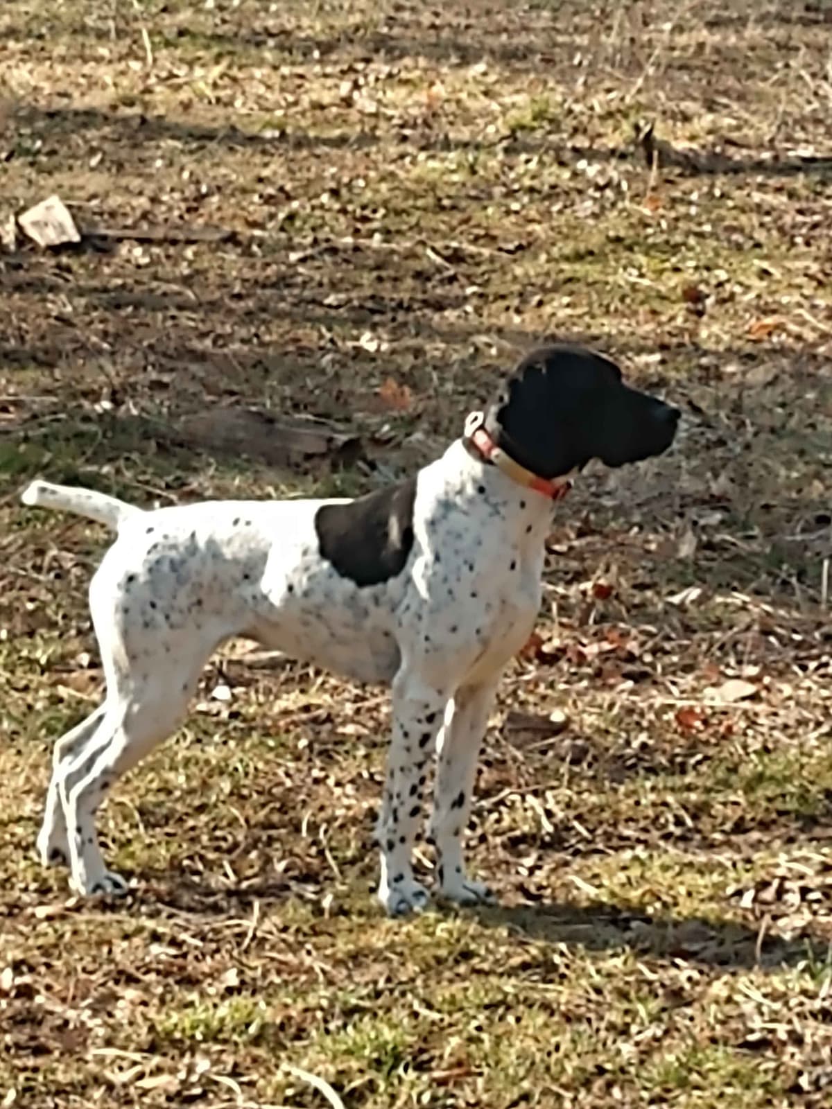 German Shorthaired Pointer Puppies breeder image 6
