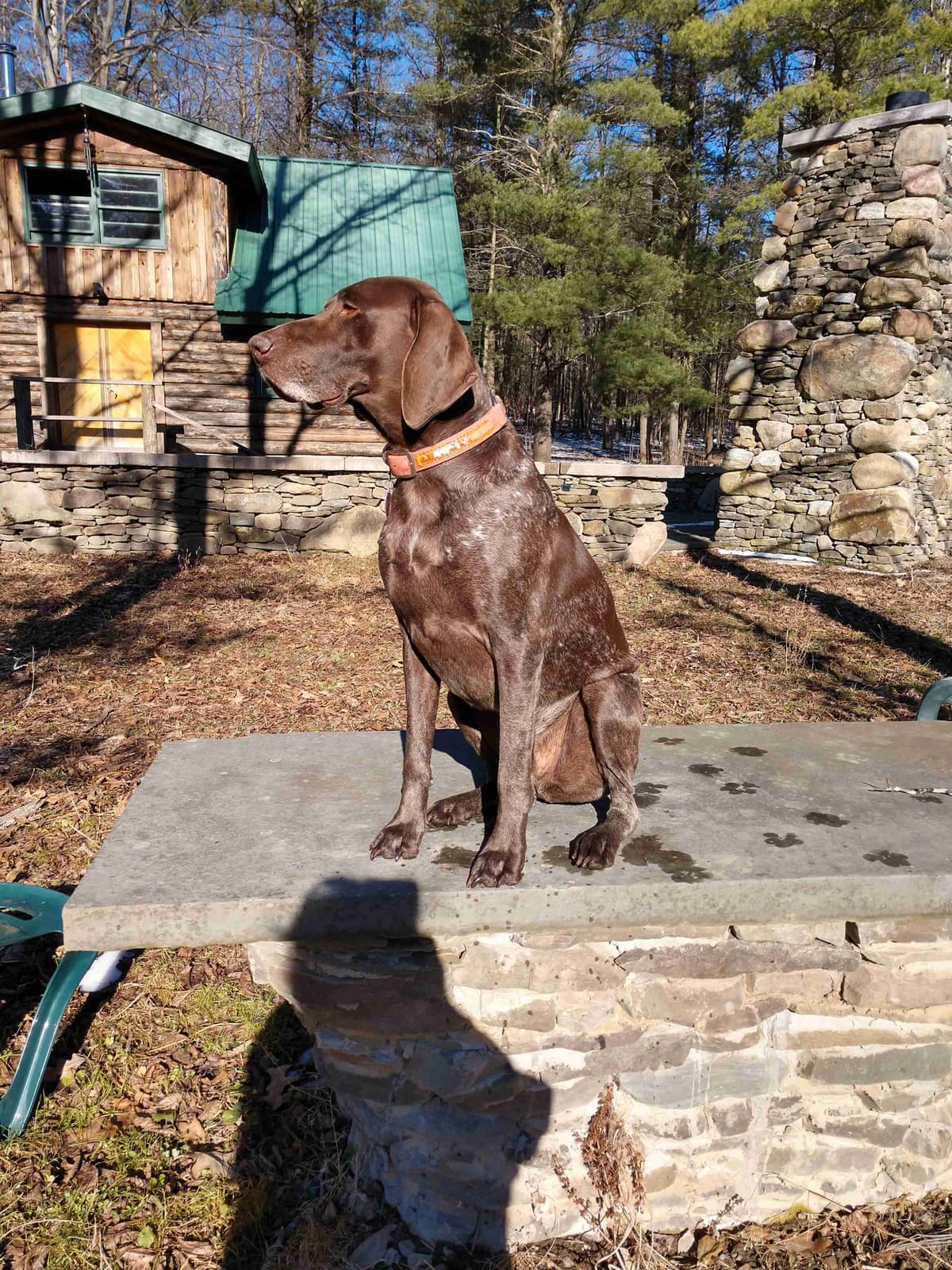 German Shorthaired Pointer Puppies breeder image 11