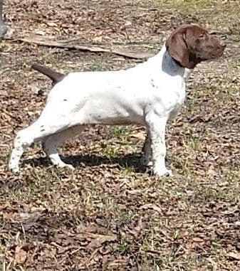 German Shorthaired Pointer Puppies breeder image 7