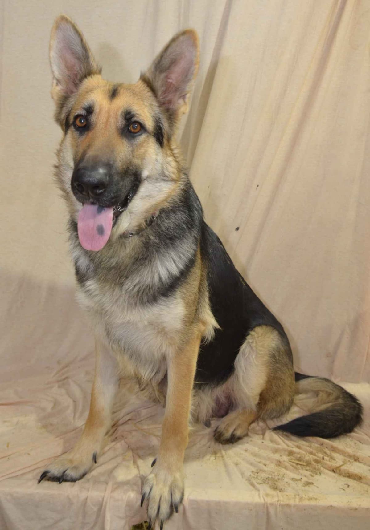 German Shepherd Puppies breeder image 1
