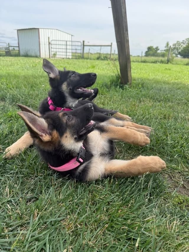 German Shepherd Puppies media 4